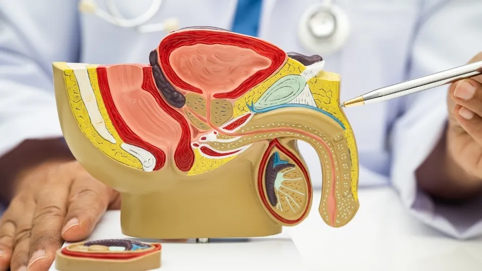 Erkek Üreme Ve Genital Sağlığı Tedavileri, Erken Boşalma Tedavisi İzmir, Sertleşme Bozukluğu Tedavisi İzmir, Erkek Genital Estetik İşlemleri İzmir